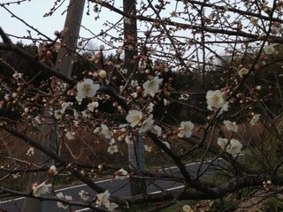 IMG_1728.jpg