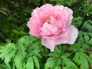 IMG_6281.jpg